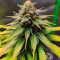 Amnesia Lemon Cannabis-Samen Kaufen