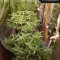 Kaufe Grandmommy Purple Samen feminisiert von Herbies Seeds