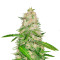 Royal Gorilla (RQS) Cannabis-Samen