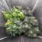 1-800-Cinderella-99 Autoflower feminisierte Samen (Seedkeepers)