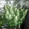 California Orange Cheese (Big Buddha Seeds) Cannabis-Samen