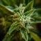 California Special (K.C. Brains Seeds)