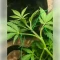 Gelato 44 (Tyson S) (Royal Queen Seeds)