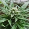 Green Gelato Automatic (RQS) Cannabis-Samen