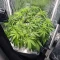 Grimm Glue (Brothers Grimm Seeds)