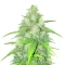 Humboldt Headband feminisierte Samen (Humboldt Seed Company)