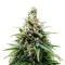 Insane OG (Barney's Farm)