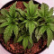 Purple Punch feminisierte Samen (Barney’s Farm)