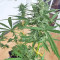 White Widow (Seedstockers) Cannabis-Samen