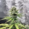 White Widow x White Fire OG Autoflower feminisierte Samen (Seedkeepers)