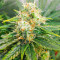Vitality feminisierte Samen (AlphaFem Seeds)