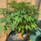 Wedding Cookies Samen feminisiert (Original Sensible Seeds)