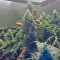 Lemon Skunk (GHS) Cannabis-Samen