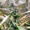 Apollo 11 strain
