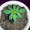 Auto Ghost OG (Original Sensible Seeds) Cannabis-Samen