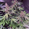 Auto Purple (Original Sensible Seeds) Cannabis-Samen