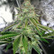 Bakers Delight (DNA Genetics) Cannabis-Samen