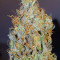 Baklava weed strain