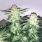 Big Bud XXL (Ministry Of Cannabis) Cannabis-Samen