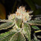 Biker Kush (Karma Genetics) Cannabis-Samen