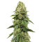 Biker Kush (Karma Genetics) Cannabis-Samen