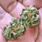 Buzz Light Gear (Dr. Krippling Seeds) Cannabis-Samen