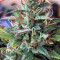 Girl Scout Cookies Auto (Original Sensible Seeds) Cannabis-Samen