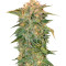 Golden Tiger regular (Ace Seeds) Cannabis-Samen
