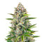 Gorilla Z Auto feminisiertes Saatgut (Barney's Farm)
