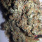 Grandaddy Banner (Big Head Seeds) Cannabis-Samen