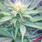 Julies Cookies (Big Head Seeds) Cannabis-Samen