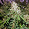 Kritikal Bilbo CBD (Genehtik Seeds) Cannabis-Samen