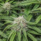 Original Auto Amnesia Haze (Fast Buds) Cannabis-Samen