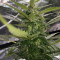 Thunder Bloody Mary Auto (Samsara Seeds) Cannabis-Samen