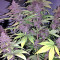 Violeta (Ace Seeds) Cannabis-Samen