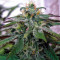 X18 Pure Pakistani Regular (Reserva Privada) Cannabis-Samen