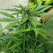 Auto Gelato (Female Seeds) Cannabis-Samen