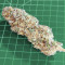 Bruce Banner # feminisierte Samen (AlphaFem Seeds)