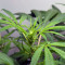 Auto Critical Orange Punch Feminized (Dutch Passion)
