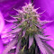Fast & Vast Auto (Heavyweight Seeds) Cannabis-Samen