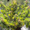 GG#4 Original Glue Fast Version feminisierte Samen (EGS)
