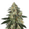 GH Cheese (GHS) Cannabis-Samen