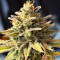 Ghost Chem OG Autoflower feminisierte Samen (Seedkeepers)