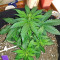 Glueberry (Expert Seeds) Cannabis-Samen