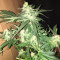 Orange Juice (Dinafem Seeds) Cannabis-Samen