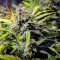 Original Auto Northern Lights (Fast Buds) Cannabis-Samen