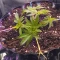 Kaufe Glue Sherbert Samen feminisiert von AlphaFem Seeds