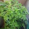 Tangie'matic Auto (Fast Buds) Cannabis-Samen zu verkaufen