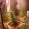 Gorilla Cookies Auto (Fast Buds) Cannabis-Samen zu verkaufen