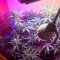 LSD-25 Auto (Fast Buds) Cannabis-Samen zu verkaufen
